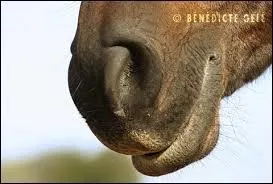 Les humains ont des narines, mais comment les "narines" des chevaux s'appellent-ils ?