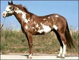 Quelle robe peut-être du même type que celle des vaches mais dont la couleur peut varier ?