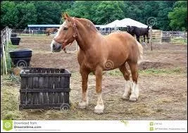 Quel est le nom de la robe présentée sur l'image ?