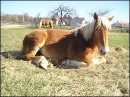 Les chevaux ne peuvent pas dormir debout. Vrai ou faux ?