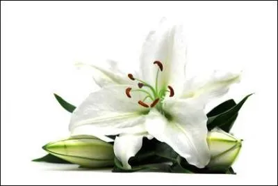 Combien faut-il de ces fleurs pour devenir une ville de l'Oise ?