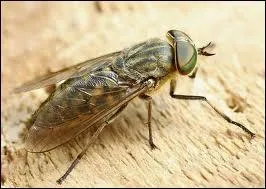 Combien de ces insectes nécessite la Valse de Brel ?