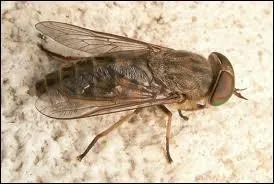 Combien en a votre fille, Madame, dans la chanson de Reggiani ?