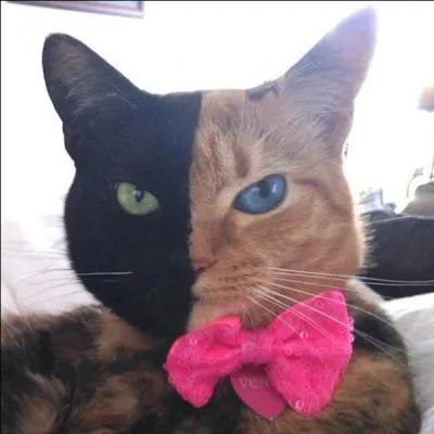 Il appartient à la famille des félins, trouve la dernière lettre du nom de cet animal !