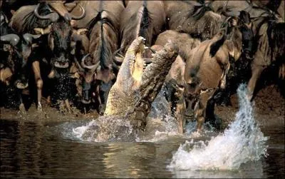Grâce à ces animaux, trouve la deuxième lettre du nom de ce continent, en partant de gauche vers la droite !