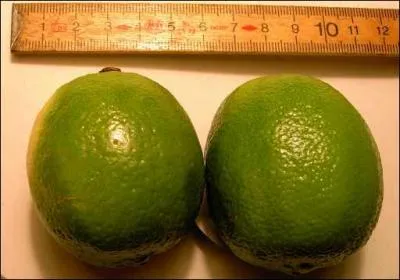 Ce petit fruit vert n'est pas, comme on pourrait le penser, une variété de citron, c'est une espèce à part entière, connais-tu la première lettre de son nom ?