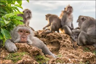 Ce sont des mammifères et des primates, tout comme nous, il ne leur manque que la parole, tu dois donc connaître la première lettre de leur nom !