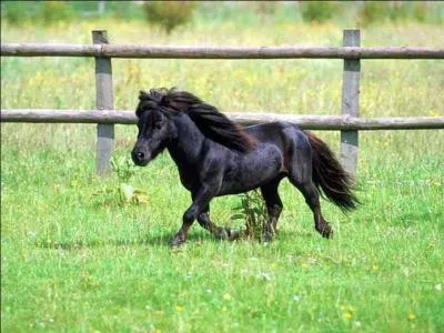 Est-ce que le poney est une race de cheval ?
