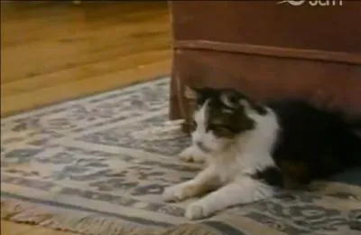 Dans quel générique voit-on un chat qui ne tarde pas à s'enfuir ?