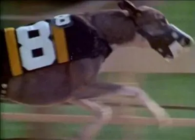 Dans quel générique peut-on voir des palmiers, des flamants roses, des perroquets colorés et une course de lévriers ?