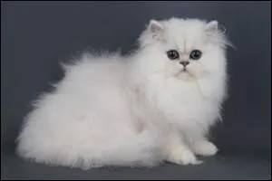 Que signifie l'expression "donner sa langue au chat" ?