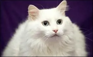 Est-ce important de brosser régulièrement un chat qui a des longs poils ?