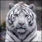 Quelle est cette race féline ?