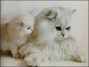 Que représente cette image ?