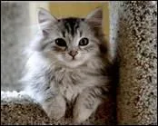 C'est "un chat sevré" signifie :