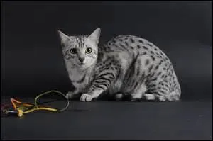 Le chat passe la plupart de son temps à :