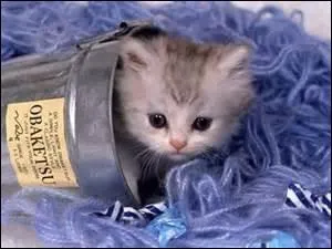 Que fait ce chaton dans un pot ?