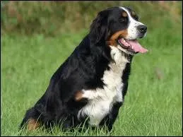 Quelle est la race de ce chien ?