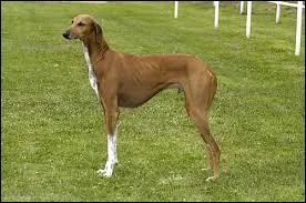 Quelle est la race de ce chien ?