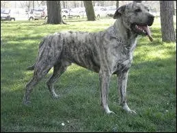 Quelle est la race de ce chien ?