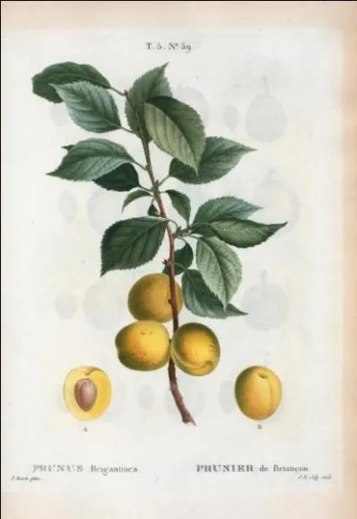 Sortez de votre léthargie et dites-moi, s'il vous plaît, ce qu'est une « marmotte » ?