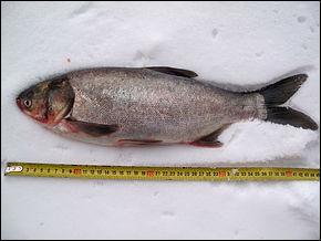 Ce poisson de la famille des carpes originaire de Chine adore nettoyer le fond des étangs, son nom est :