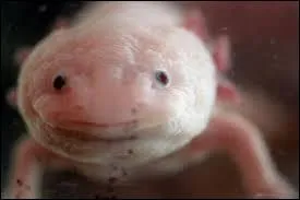 Cet amphibien a la particularité de pouvoir passer sa vie sous la forme larvaire et de reformer un membre comme un il si celui-ci est endommagé , son nom est :