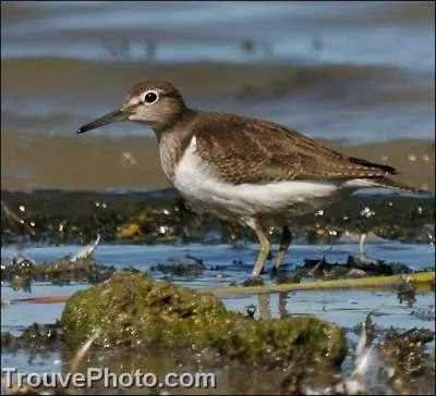 Mon nom scientifique est Actitis hypoleucos. Que suis-je?