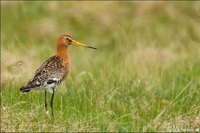 Je suis le plus grand oiseau du genre Limosa. Que suis-je?