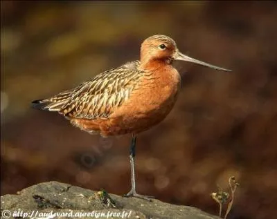 Je niche dans la toundra. Que suis-je?