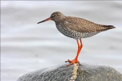 Je suis le seul limicole à avoir une bande blanche à l'arrière des ailes. Que suis-je?
