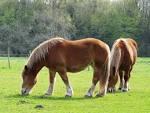 Quiz Galop 3