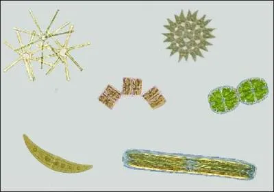 Qu'est-ce que le phytoplancton ?