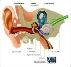 Le marteau est le plus petit osselet de l'oreille interne.