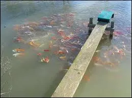 Comment désigne-t-on l'élevage des poissons ?