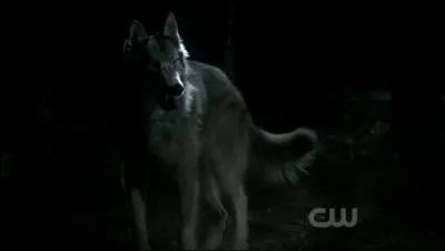 Qui se fait mordre par un loup-garou ?