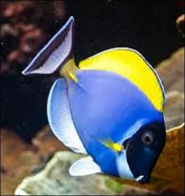 Interlude - Transition entre les clowns qui font rire et ceux qui font peur ! 
Ce joli poisson coloré a-t-il sa place dans un quiz sur les clowns ?