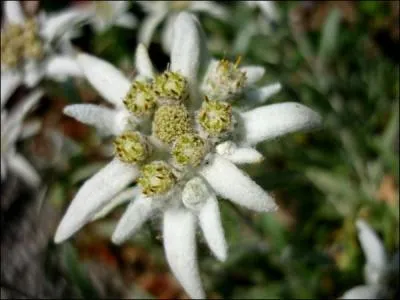 C'est une plante qui pousse dans le maquis de l'île de Beauté (en Corse) et aussi dans d'autres endroits, elle est utile pour soigner les hématomes ou en cas de problèmes digestifs... Mais de quelle plante s'agit-il ?