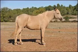 Comment s'appelle cette robe ?