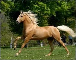 Comment s'appelle cette robe ?