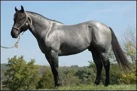 Comment s'appelle cette robe ?