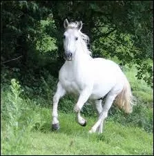 Comment s'appelle cette robe ?