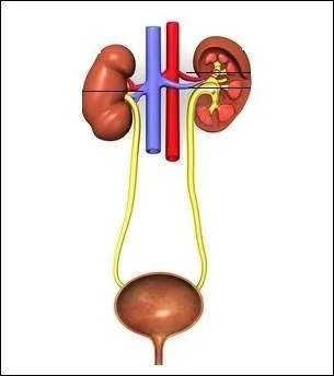 Fini de rigoler ! Voici le schéma de l'arbre...