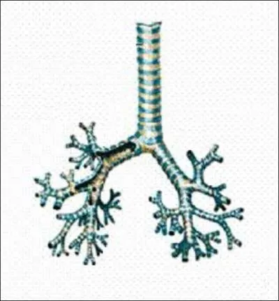 Et pour être complet, voici le schéma de l'arbre...
