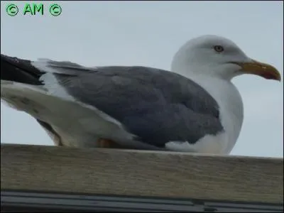 Oiseau marin photographié sur les remparts du Mont-Saint-Michel. Il se caractérise par sa grande taille et la bande sombre qui traverse le dessus des ailes et le dos.
