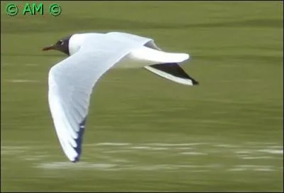 Oiseau élégant qui n'hésite pas à remonter le cours des rivières et est un remarquable plongeur.