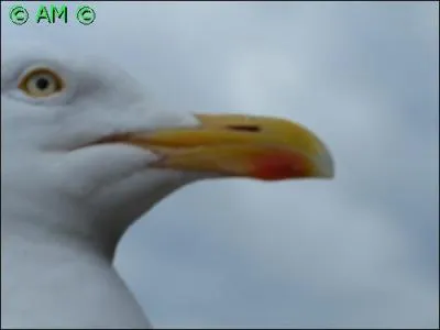 Quel est le rôle du point rouge sur le bec de cet oiseau ?