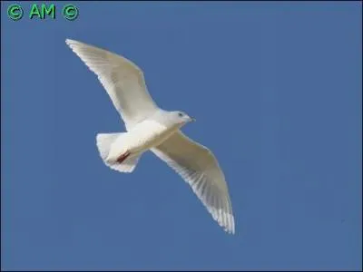 Oiseau de grande envergure au plumage presque entièrement blanc.