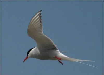 Oiseau marin, excellent pêcheur. Il se caractérise par ses ailes pointues et son arc frontal de couleur.