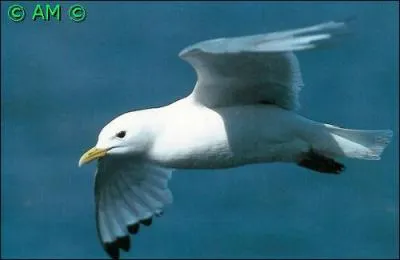 Espèce hauturière qui ne s'approche du littoral que pour la reproduction. Celle-ci se déroule généralement au flanc de falaises verticales surplombant directement la mer.